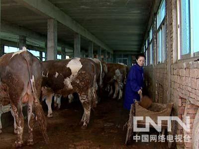 爱养牛的明星,揭秘爱养牛的明星圈