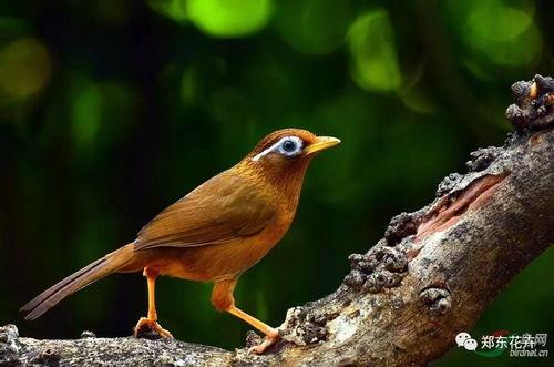 画眉鸟叫声视频大全,聆听自然之美