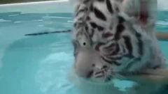 免费在线观看白虎,免费在线观看，揭秘神秘生物的奇幻之旅