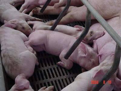 在线观看人畜免费视频,人畜免费视频背后的真相与警示