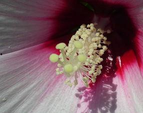 花芯免费在线观看,在线观影新体验