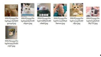 吃瓜群众视频猫咪表情包,吃瓜群众的萌态演绎
